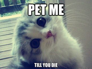 adorable kitten saying, "pet me till you die".