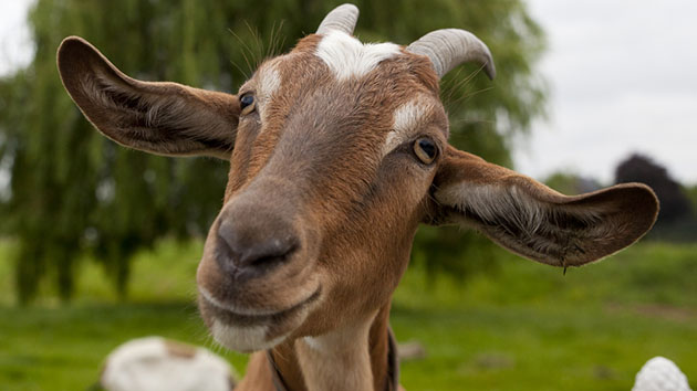 Goat Insurance Fundraiser