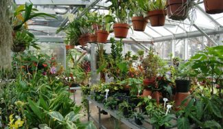 Campus greenhouse to be built by fall semester