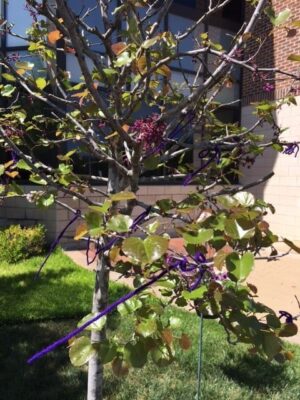 On May 3, guests tied purple strings to the branches of the redbud tree at the memorial ceremony for Dr. Berg.
