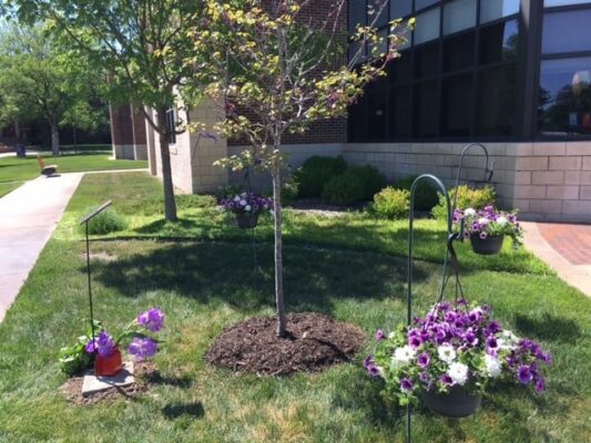 The redbud tree was planted outside of the Dugan Library, Dr. Berg's favorite spot on the Newman University campus.