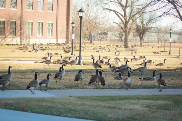 Canada geese fill the fields outside the Bishop Gerber Science Center.