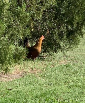 A chicken was seen on campus.