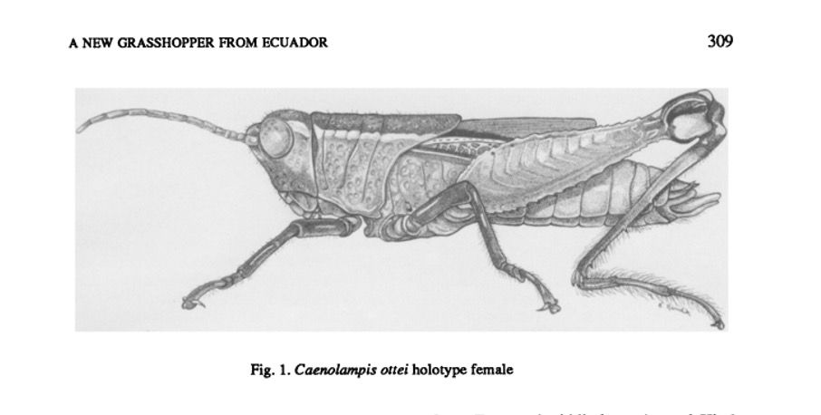 A new species of grasshopper, Caenolampis ottei