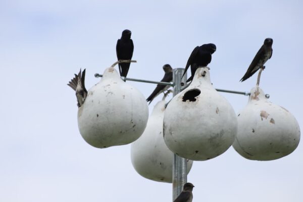 Purple martins perch atop their gourd houses on the Newman University campus.