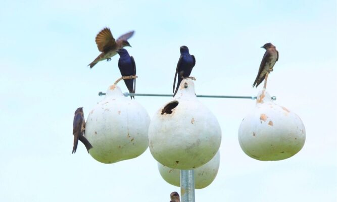 Purple Martins perch on gourds painted white on the Newman University campus
