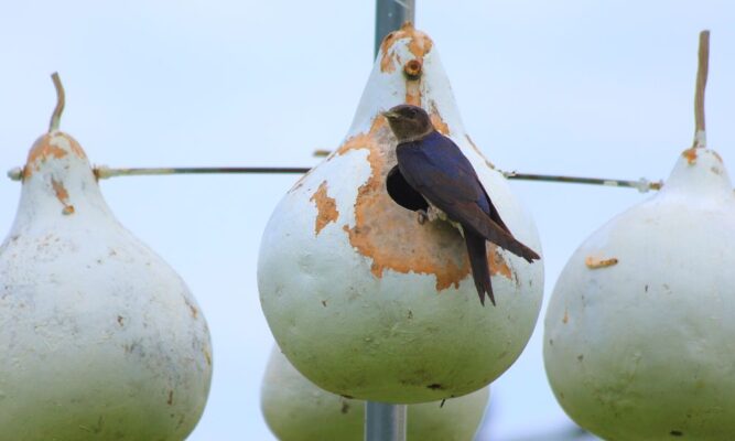 A purple martin checks in on its cavity nest while overlooking Father Tom Welk's garden.