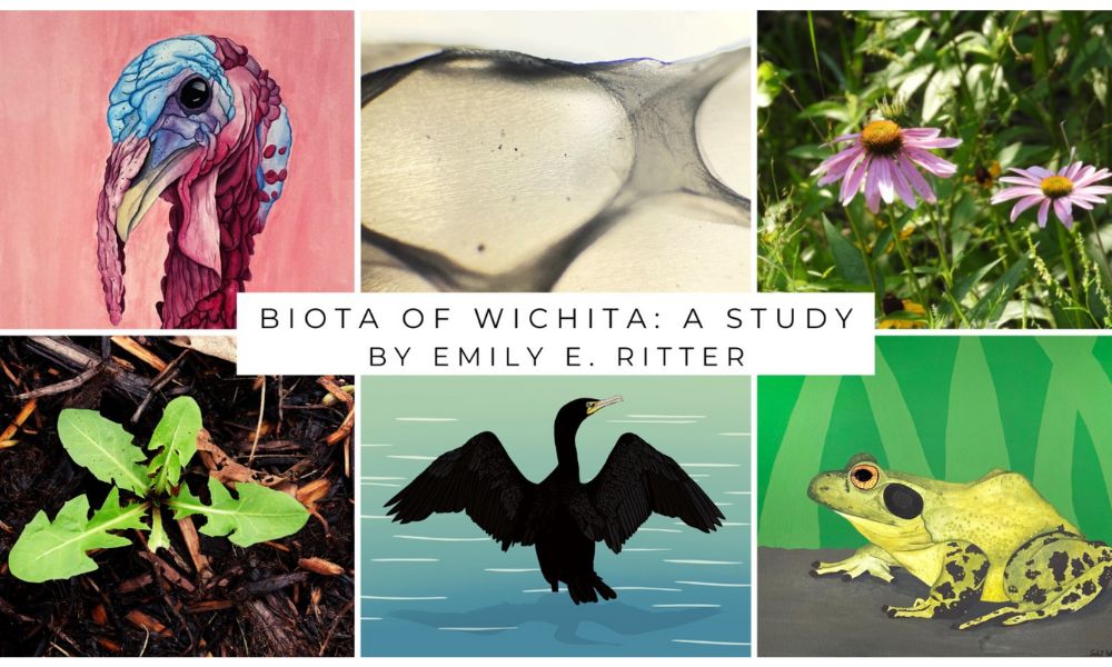 "Biota of Wichita: A Study" by Emily Ritter