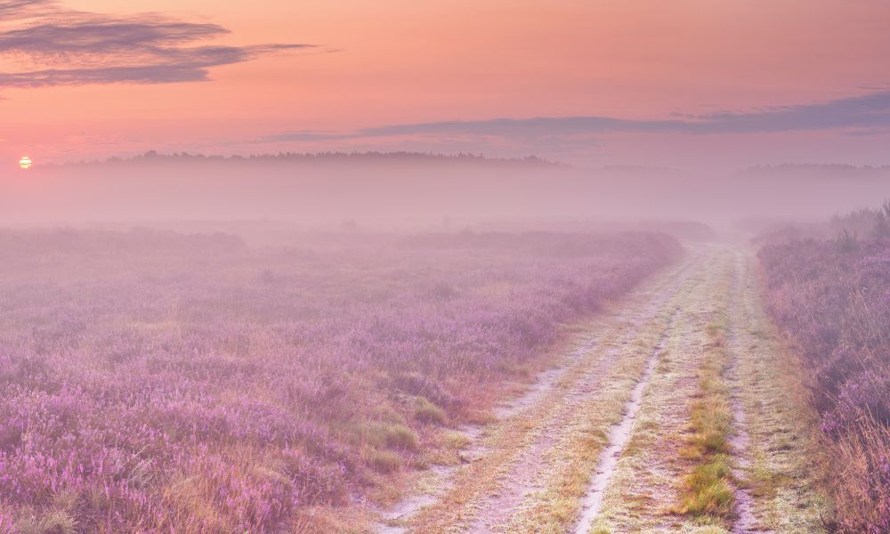 A path in a field of lavender as the sun goes down