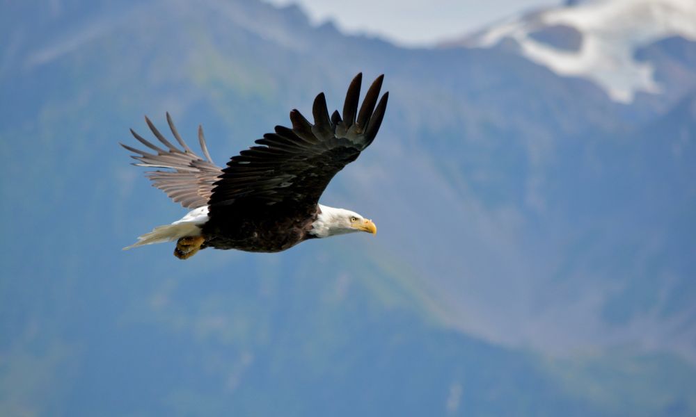 An eagle soars through the sky.