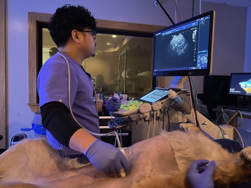 Santiago performs a sonogram on one of his canine patients.