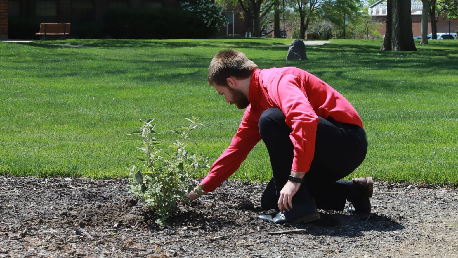 A Newman student helps plant a butterfly bush on campus in honor of Earth Day.