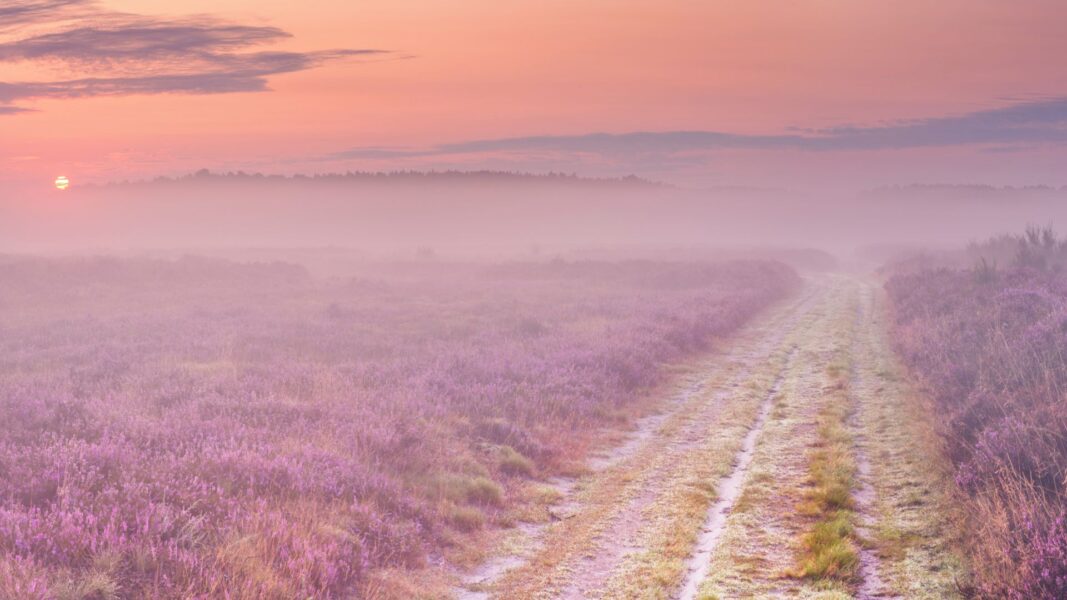 A path of flowers in a sunset