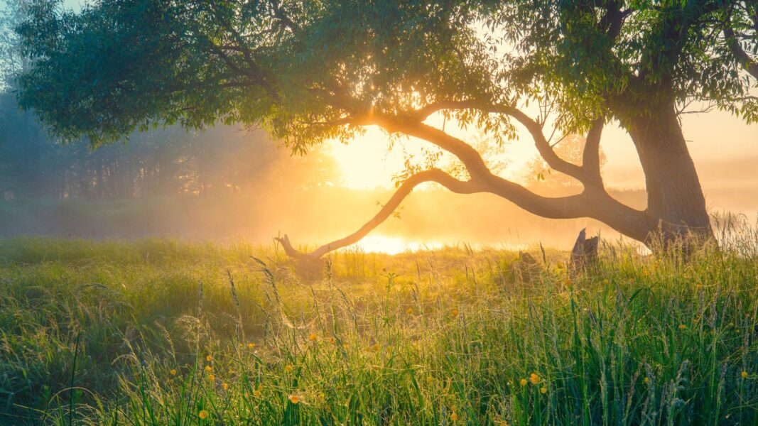 A bright sunset illuminates a tree in an overgrown, green field by the water