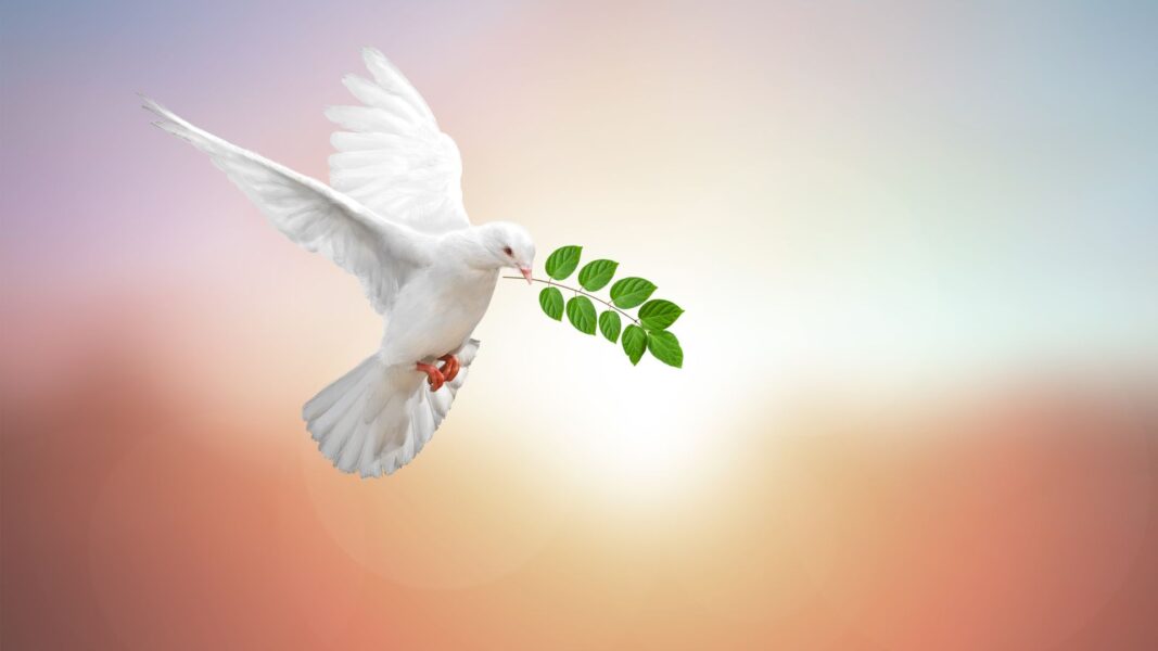 A flying dove carries an olive branch through the air