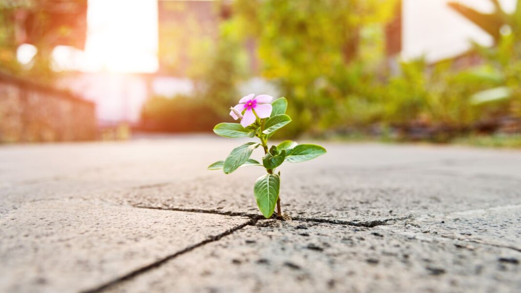 A flower pops through a crack in the sidewalk