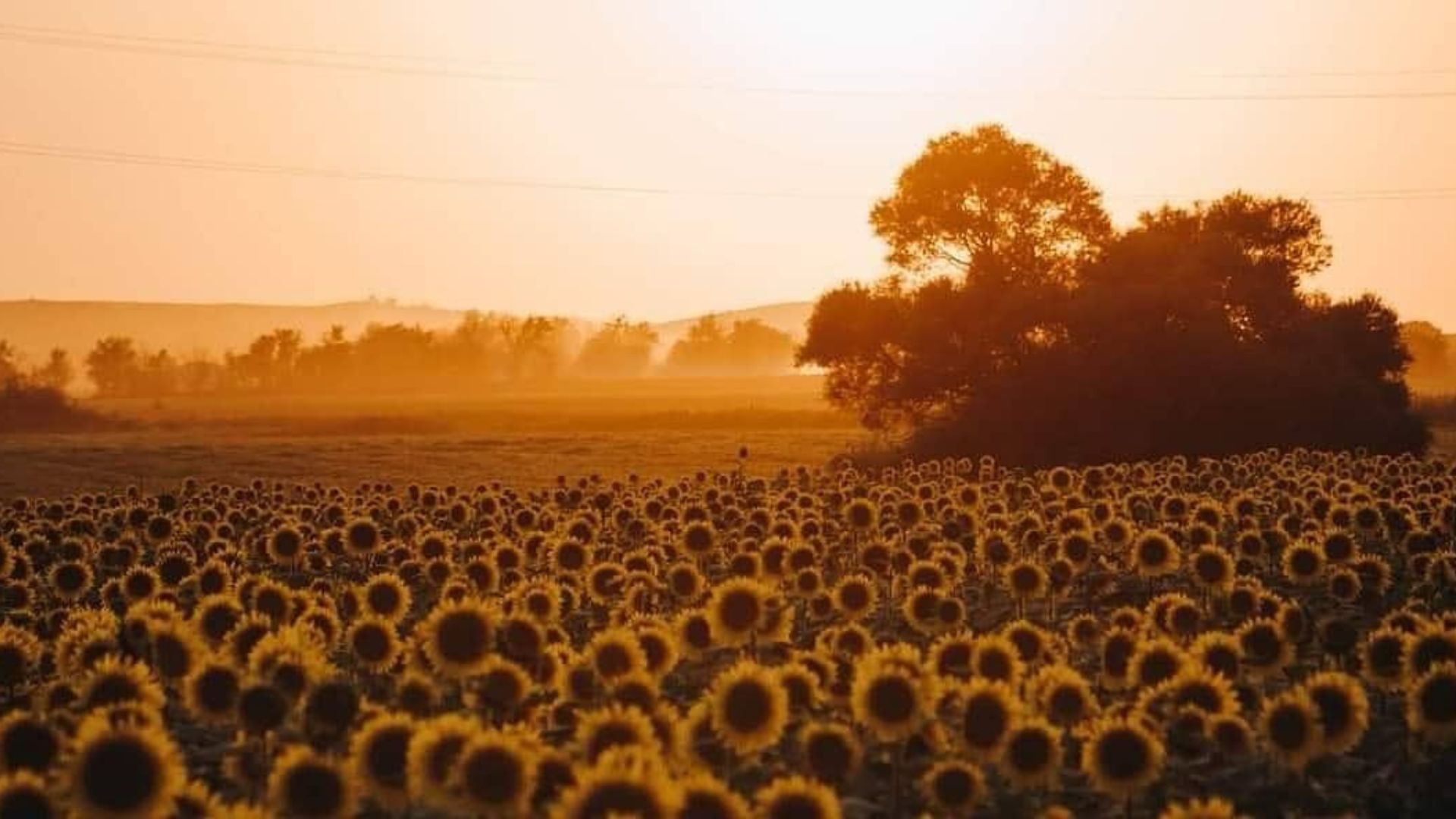 Ashley Streid's photography features a field of sunflowers at dusk